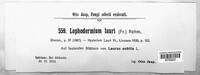 Lophodermium lauri image